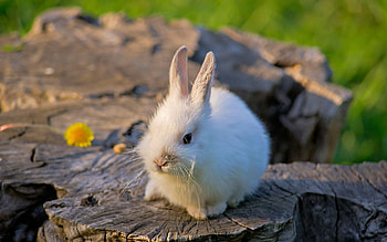 Animals, Flower, Light, Light Coloured, Nice, Sweetheart, Stump, Rabbit, Penek HD wallpaper