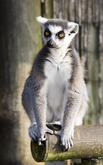 Ring Tailed Lemur, Animals, Ring tailed lemur, Kid-friendly facts HD phone wallpaper