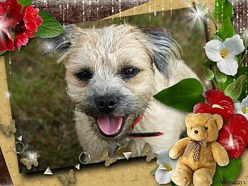 CUTE PUPPY, CUTE, PUPPY, FRAMED, ANIMAL HD wallpaper