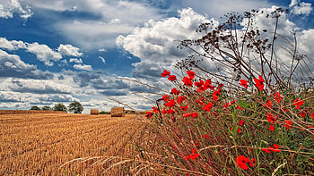 View of summer landscape, Weston on Trent, Derbyshire, UK, straw, field, blossoms, landscape, clouds, bush, sky HD wallpaper