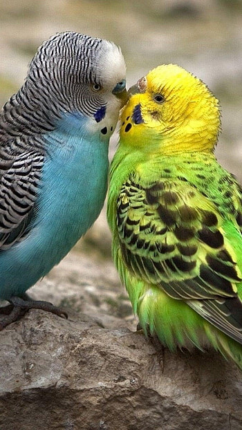 Love Birds, Budgies Bird HD phone wallpaper