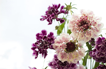 Flowers, Close-Up, Bouquet, Scabious, Scabiosa HD wallpaper