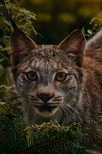 Lynx, Mesmerizing portrait, Tumblr posts, Wild beauty HD phone wallpaper