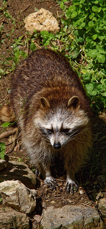 Best raccoons , background, , Wildlife admiration HD phone wallpaper
