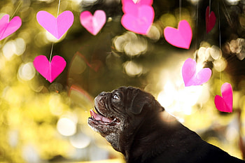Animals, Hearts, Dog, Blur, Smooth, Bulldog HD wallpaper