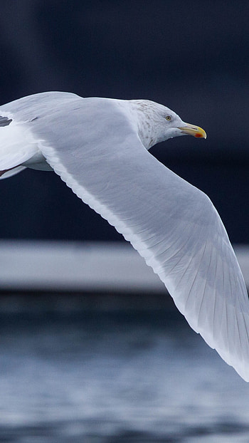 Glaucous, Sea Birds HD phone wallpaper