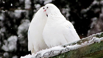 Animals, Birds, Pigeons, Snow, Feather HD wallpaper