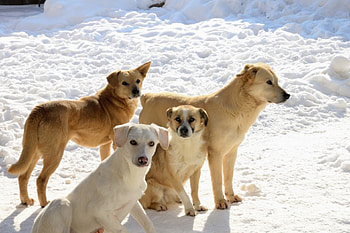 *** Dogs ***, dog, animal, dogs, animals HD wallpaper