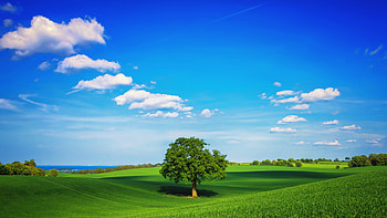 Tree Field Plain , fields, tree, plain, nature HD wallpaper
