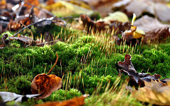 Nature, Leaves, Macro, Moss, Spring, Sprouts HD wallpaper