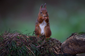 Animals, Squirrel, Food, Stones, Redhead, Moss HD wallpaper