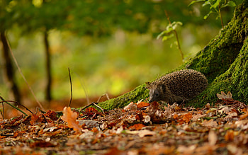 Hedgehog, Cuteness overload, Adorable quills, Captivating expressions HD wallpaper