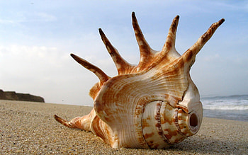 Landscape, Sea, Beach, Shells HD wallpaper