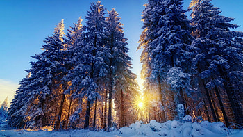 Morning in forest, sun, snow, winter, trees, landscape, sky HD wallpaper