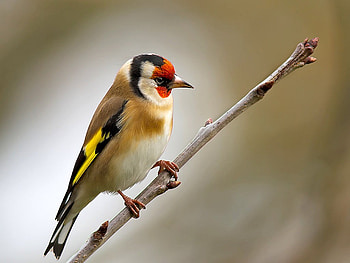 Beautiful Bird, cool, beautiful, bird HD wallpaper