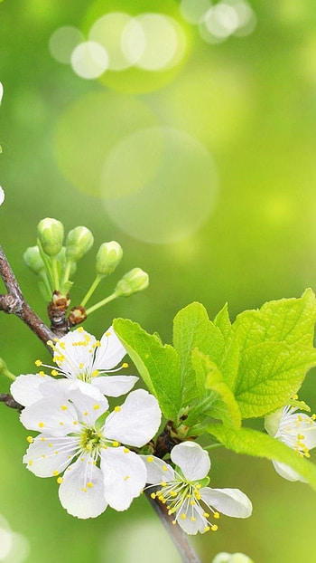 May, Green Nature, White Flowers HD phone wallpaper