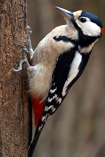 Birds, Avian wonders, Pet birds, Beautiful collection HD phone wallpaper