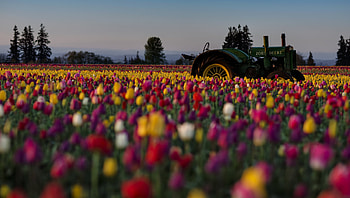 John Deere, , Tulip, Colorful, Field, Flower, Tractor, Flowers HD wallpaper