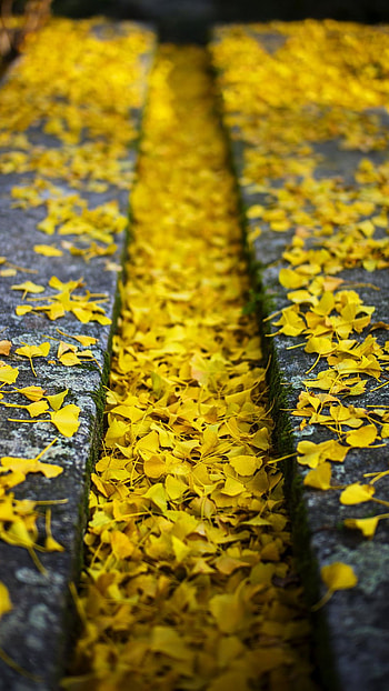 Yellow Colour, Yellow Colour Nature HD phone wallpaper