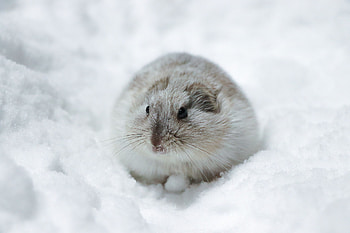 Lemming, Climate change impact, Arctic microcosm, Smallest mammal affected HD wallpaper