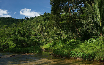 Washington Round - and screensavers for jungle - 1920 x 1200 px HD wallpaper
