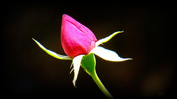 Pink Rose Bud, BEAUTY, FLOWERS, ROSES, NATURE HD wallpaper