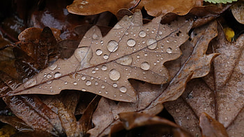 Fall Oak, fall, Firefox theme, season, leaves, weather, autumn, nature, dew HD wallpaper
