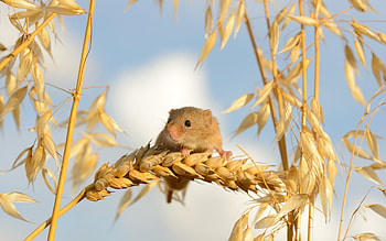 Animals, Ears, Mouse, Spikes, Little Mouse, Baby Mouse HD wallpaper
