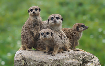 Meerkats, stone, grass, animals HD wallpaper