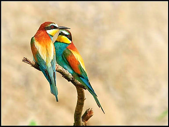 Colorful Birds, colorful, beautiful, birds HD wallpaper