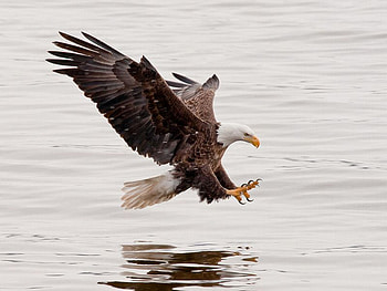 Eagle at Hunt, beautiful, at hunt, eagle HD wallpaper