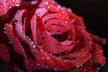 Drops, Flower, Macro, Rose Flower, Rose, Petals HD wallpaper