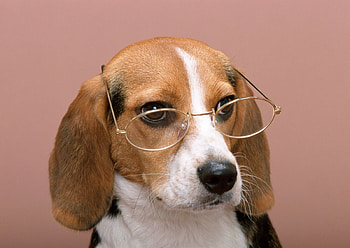Glasses, Beagles HD wallpaper