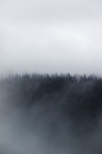 A serene misty forest view with coniferous trees shrouded in fog. HD phone wallpaper