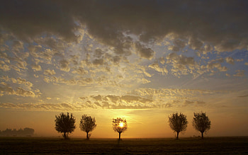 Hazy Sunrise, summer, trees, view, sky, hazy, sunrise HD wallpaper