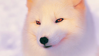 Close-up, Arctic Foxes HD wallpaper