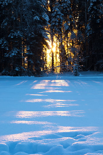 Sunrise through frosty forest trees casting shadows on fresh snow, depicting a serene winter landscape. HD phone wallpaper