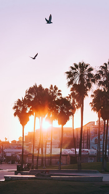 Venice Beach, Los Angeles HD phone wallpaper