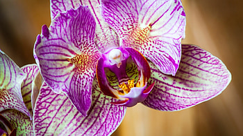 Close-up, Orchids HD wallpaper