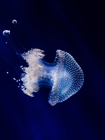 Blue jellyfish, Underwater marvel, Sea life aquarium, animals HD phone wallpaper