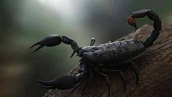 The Vietnam forest, Scorpions HD wallpaper