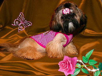 Puppy with bodice, dog, sweet, cute, rose, puppy, butterfly, bodice, pearls, adorable HD wallpaper