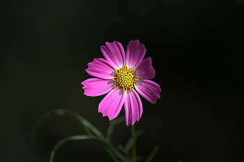 Flowers, Pink, Flower, Petals, Kosmeya, Cosmos HD wallpaper