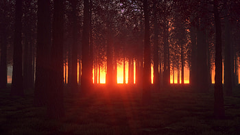 Trees, Shining, Dark, Bright, Forest, Glow HD wallpaper