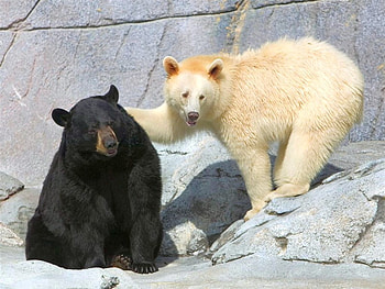 I Love You, cool, bears, black and white HD wallpaper