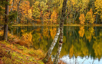 Lake in Latvia, autumn, birches, Latvia, lake HD wallpaper