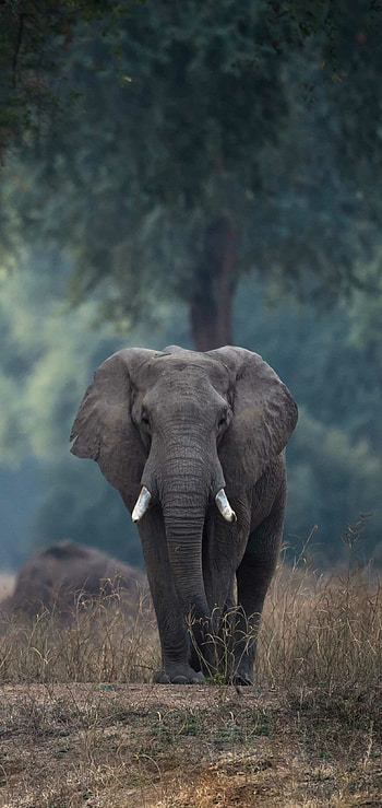 Elephant , Natural beauty, African wildlife, backgrounds HD phone wallpaper