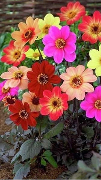 Colourful Dahila Dee, Flowers, colourful, dahila dee HD phone wallpaper