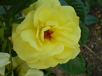 yellow rose, nature, flowers, roses, yellow HD wallpaper