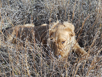 Jazz thinks he's a lion, grass, jazz, golden retriever, lion HD wallpaper